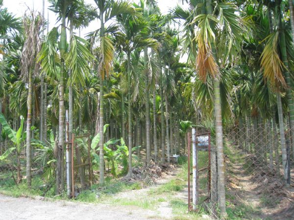 屏東里港 清悠農地 檳榔園,房屋, 房屋買賣,房屋網