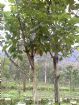 宜蘭冬山華德福景觀美地,房屋, 房屋買賣,房屋網
