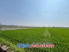 東山低單價好入手五分美農地,房屋, 房屋買賣,房屋網